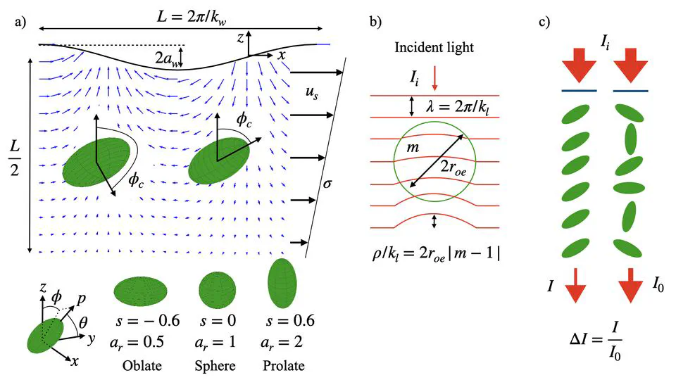 Light attenuation due to preferential orientation of particles in waves and shear flow: idealized modeling for bacteria, algae, and microplastics